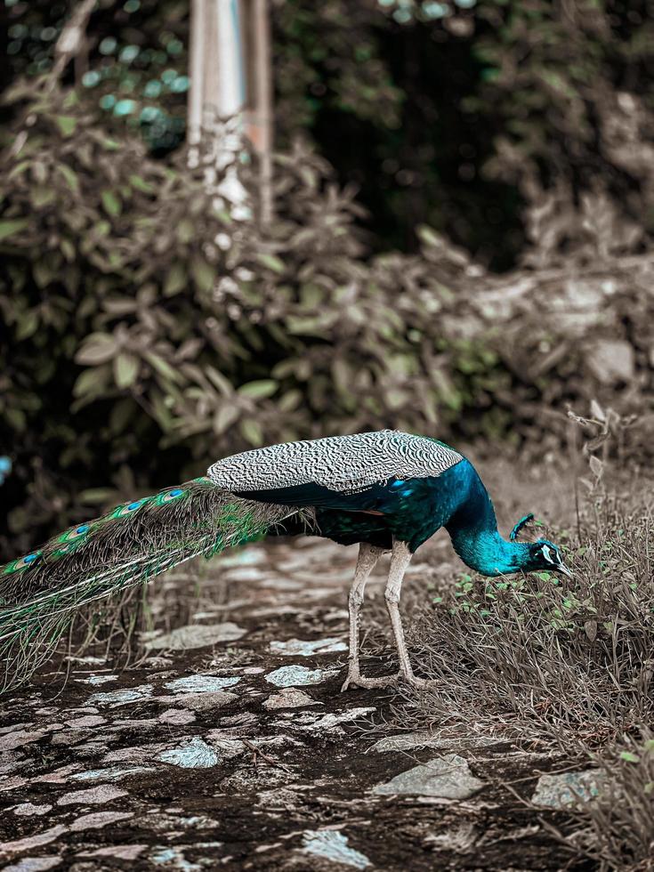 Pfau im Park foto