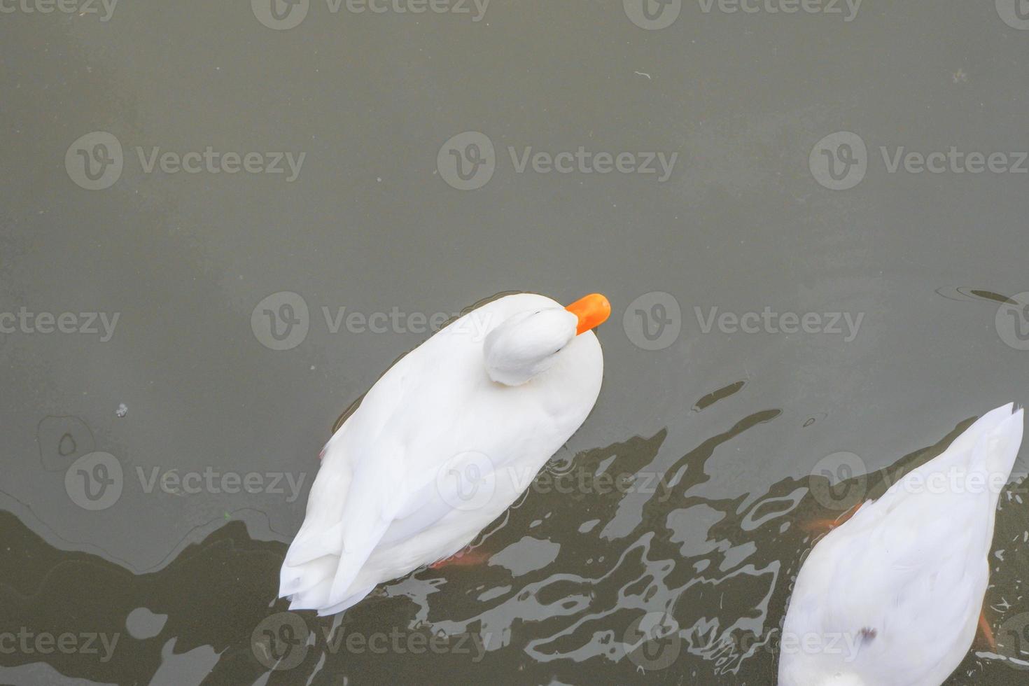 weiße gefiederte Ente braune gefiederte Ente und eine schwarz-graue gefiederte Ente, die im Pool schwimmen foto