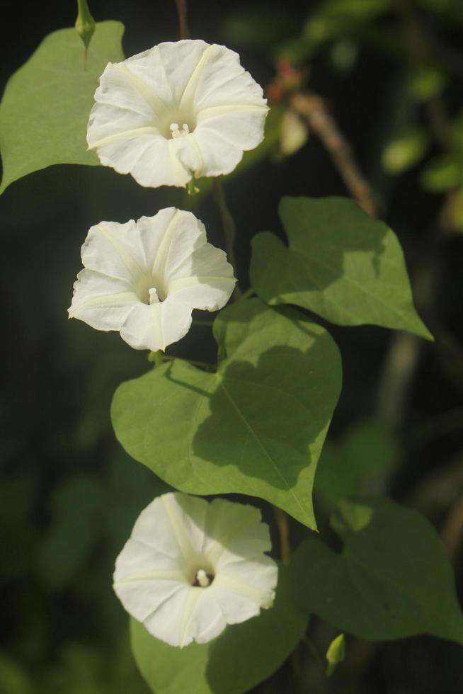 Aniseia Martinicensis kleine Blumen blühen wunderschön in der Natur. foto