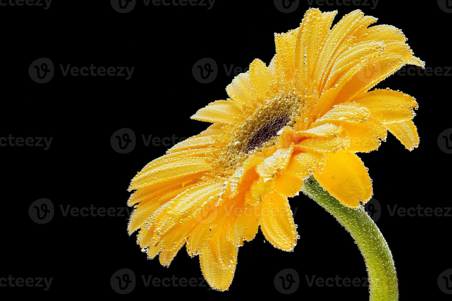 frische gelbe Gerbera, bedeckt mit Wassertröpfchen auf schwarzem, isoliertem Hintergrund, Seitenansicht. Studiofotografie einer natürlichen Blume foto