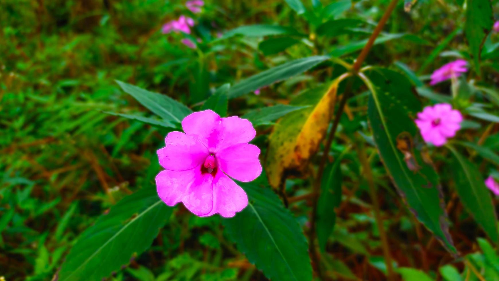 Geranienblume, eine natürliche Kräuterpflanze, rosafarben mit einem verschwommenen Hintergrund aus grünen Blättern foto