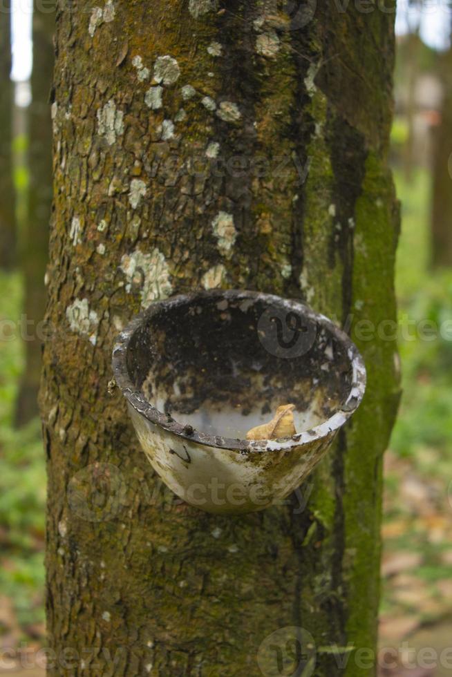 natürlicher Milchlatex, der aus Gummibaumplantagen als Quelle für Naturkautschuk auf dem Feld gewonnen wird foto