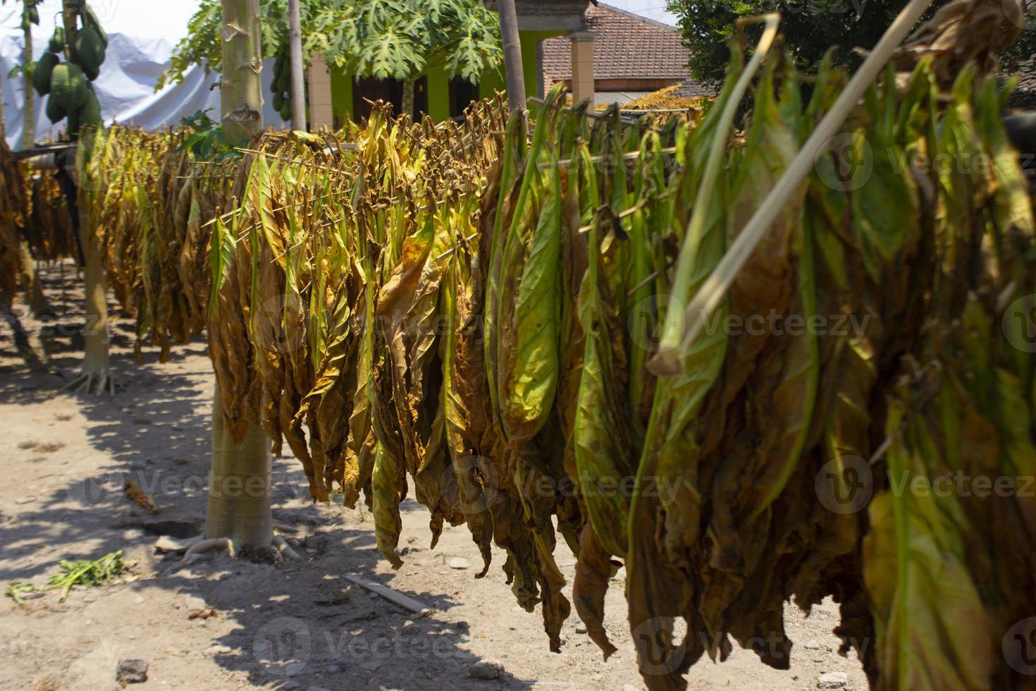 Trocknen traditioneller Tabakblätter mit Aufhängen in einem Feld, Indonesien. Hochwertiger Trockenschnitt-Tabak Big Leaf. foto