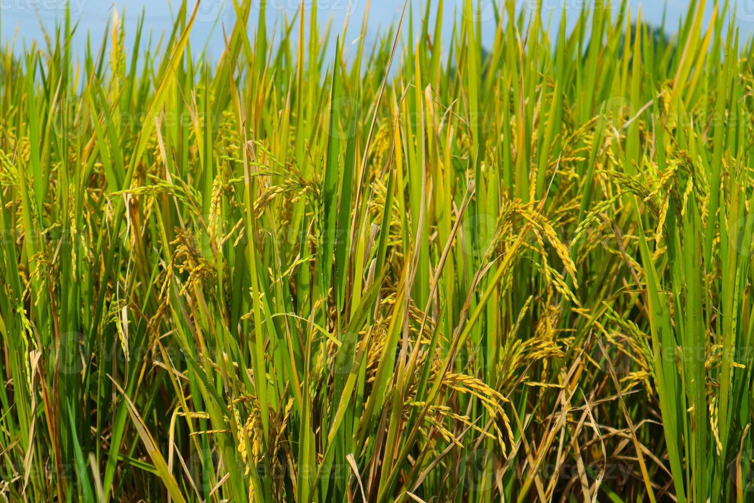 Reispflanzen-Landwirtschaftsfeld in Indonesien Reispflanzen-Landwirtschaftsfeld in Indonesien foto