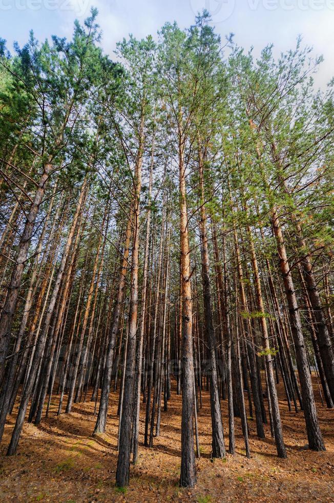 Sibirischer Kiefernwald foto