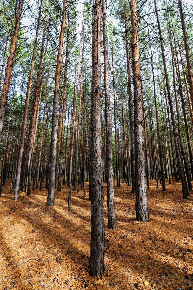 Sibirischer Kiefernwald foto