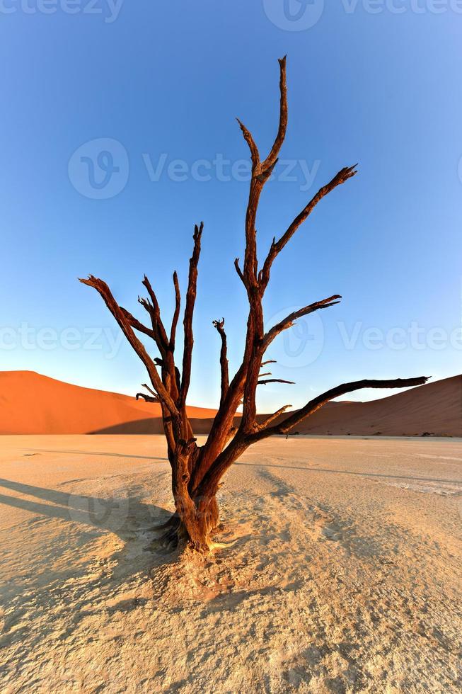 Totes Vlei, Namibia foto