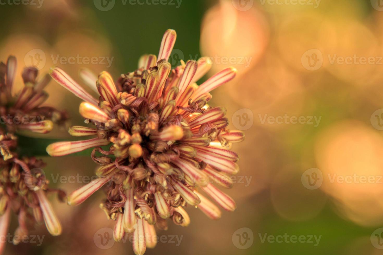 dracaena fragrans, -sonniger Tag, Landschaftssonnenlicht am Abend leuchtend und hell im Sommer, klare Luft, die an einem klaren Tag klare Blütenblätter und scharfe Blüten bildet, foto