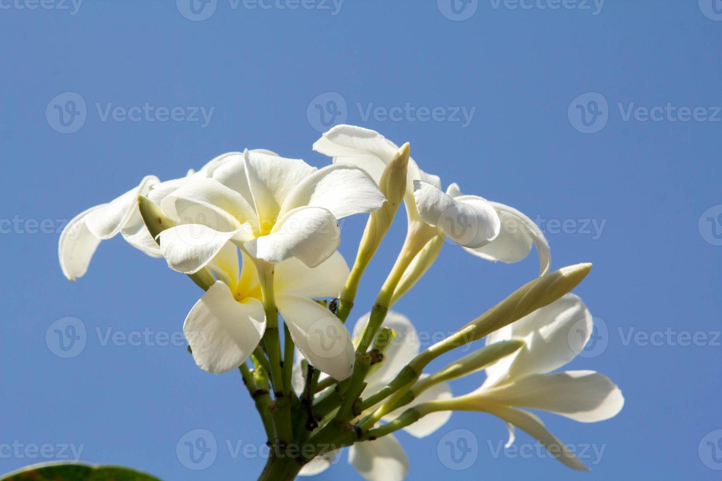 Weiße Frangipani-Blüten schweben am Himmel vor dem Hintergrund eines blaublauen Himmels, sonniger Tag, klares Licht und helle Landschaft im Sommer, klare Luft. foto