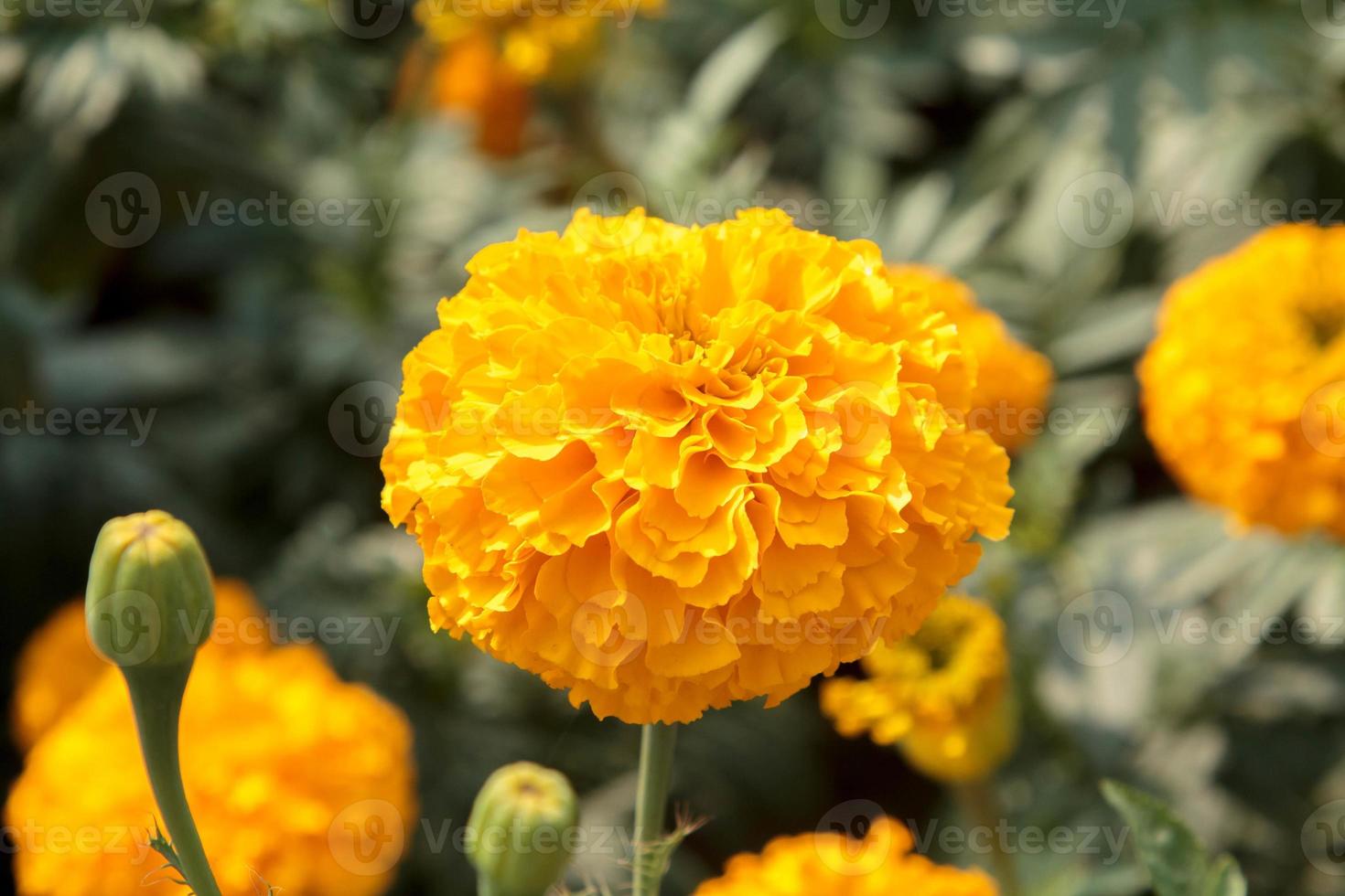 Ringelblumen, die in Bauerngärten blühen und blühen, zum Verkauf angebaut und zu Girlanden für Mönche gefädelt werden, sind eine asiatische Tradition in Indien und Thailand als Symbol des Wohlstands. foto