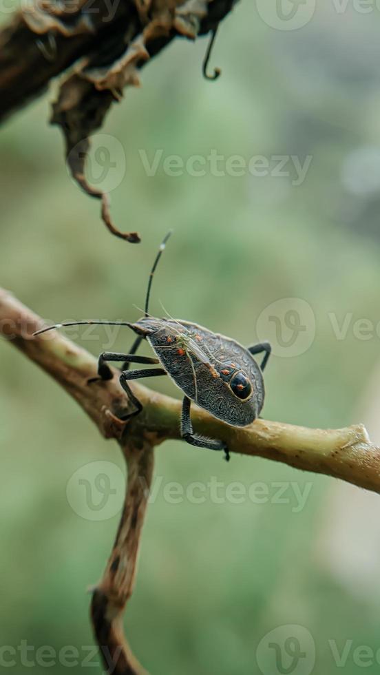 Tier Insekt gelber Fleck Käfer gelber Fleck Bettwanze auf Baum foto