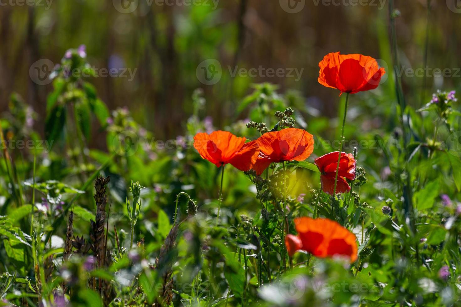 rote Mohnblumen in einem Feld von Getreide foto