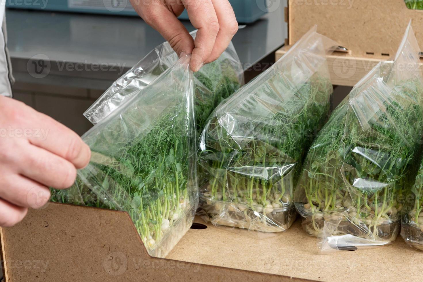 Verpackung der Ernte von mikrogrünen Erbsen für den Verkauf im Supermarkt. Produktion von umweltfreundlicher Vitaminernährung, unscharfer Fokus foto