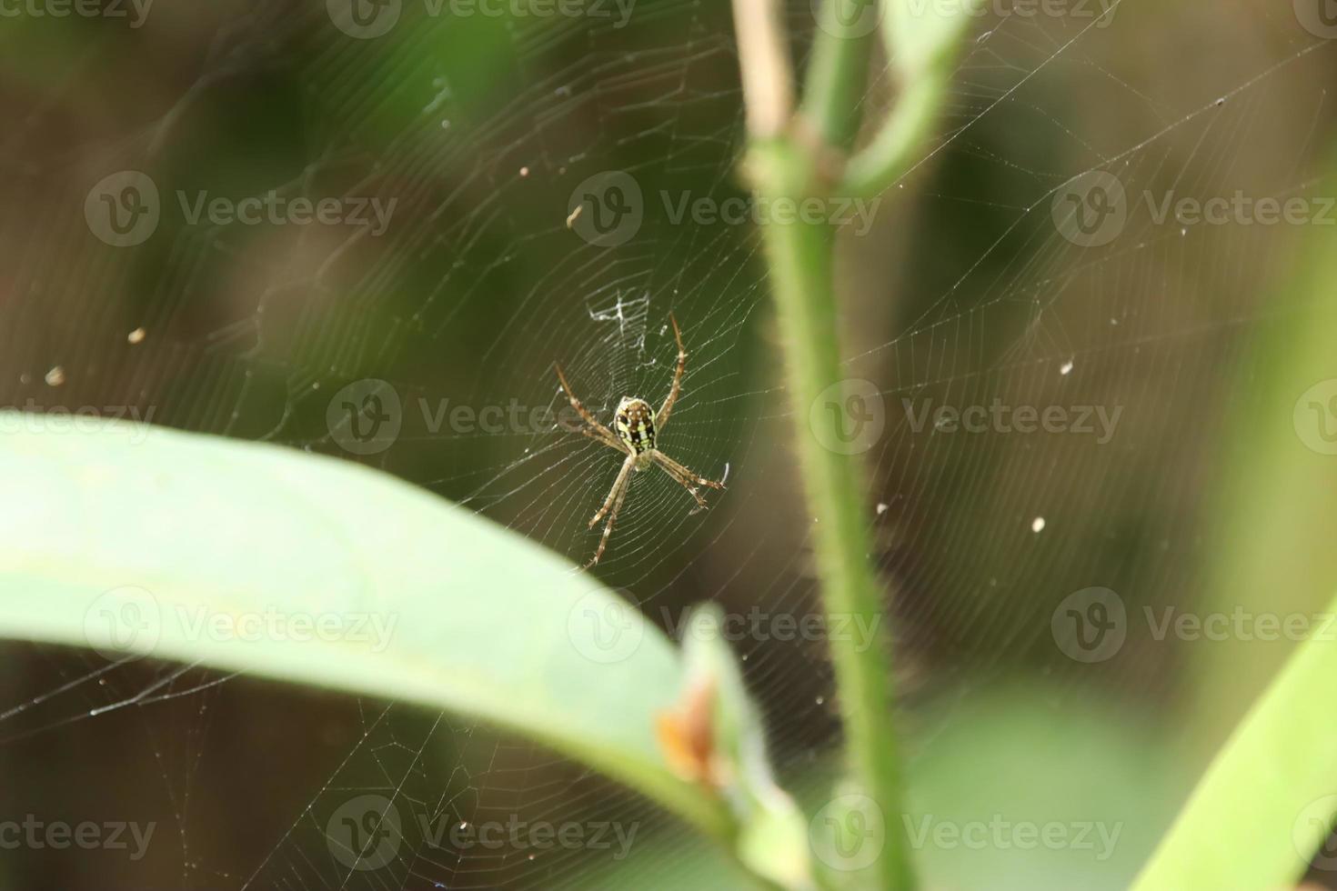 verdammte Kreuzspinne auf einem Netz foto