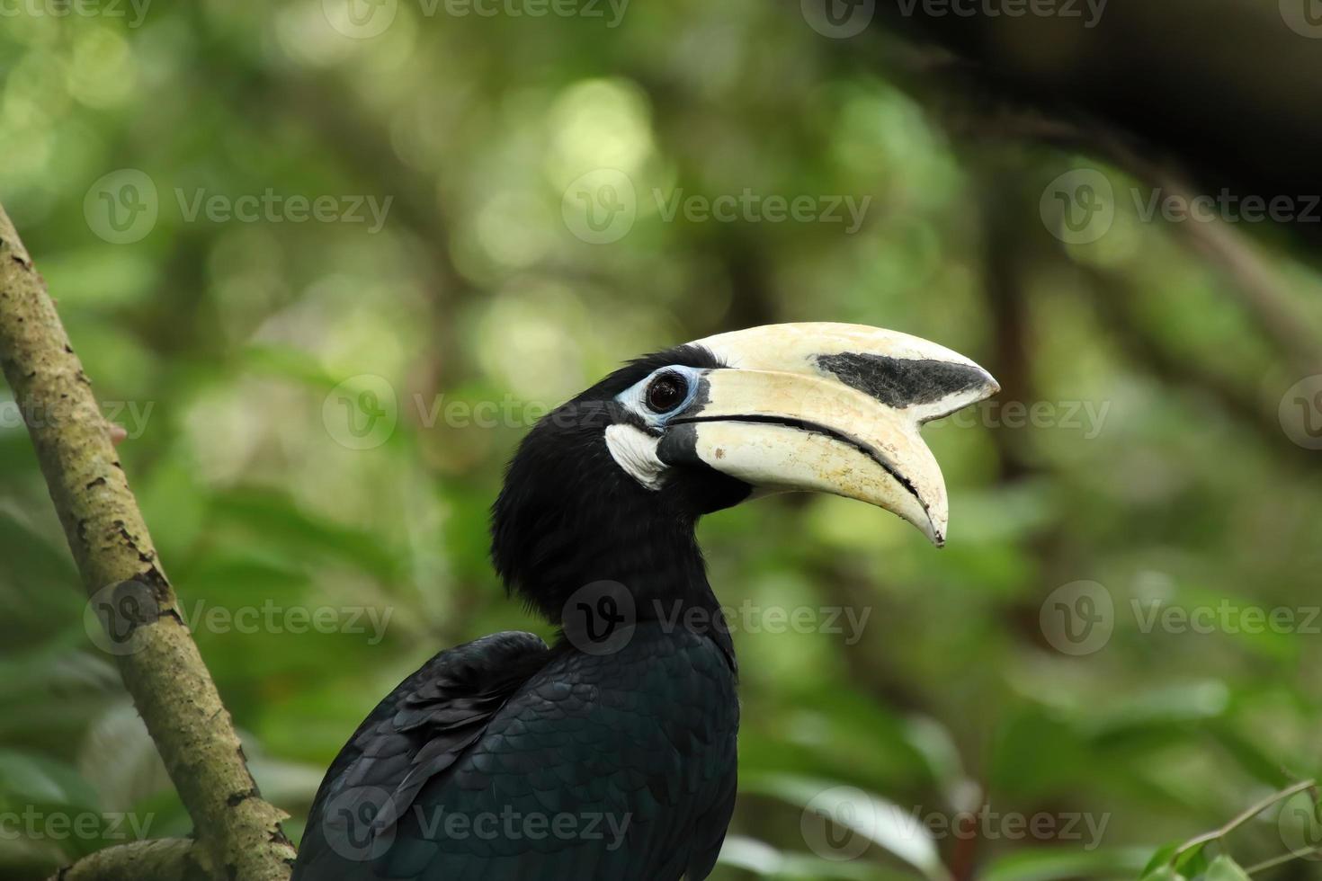 orientalischer Rattenhornvogel in einer Mangrove, die die Kamera betrachtet foto