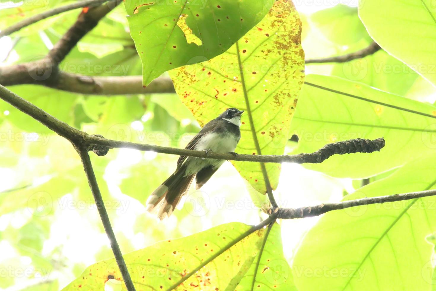 malaiischer Rattenschwanzvogel auf den Baumwipfeln foto