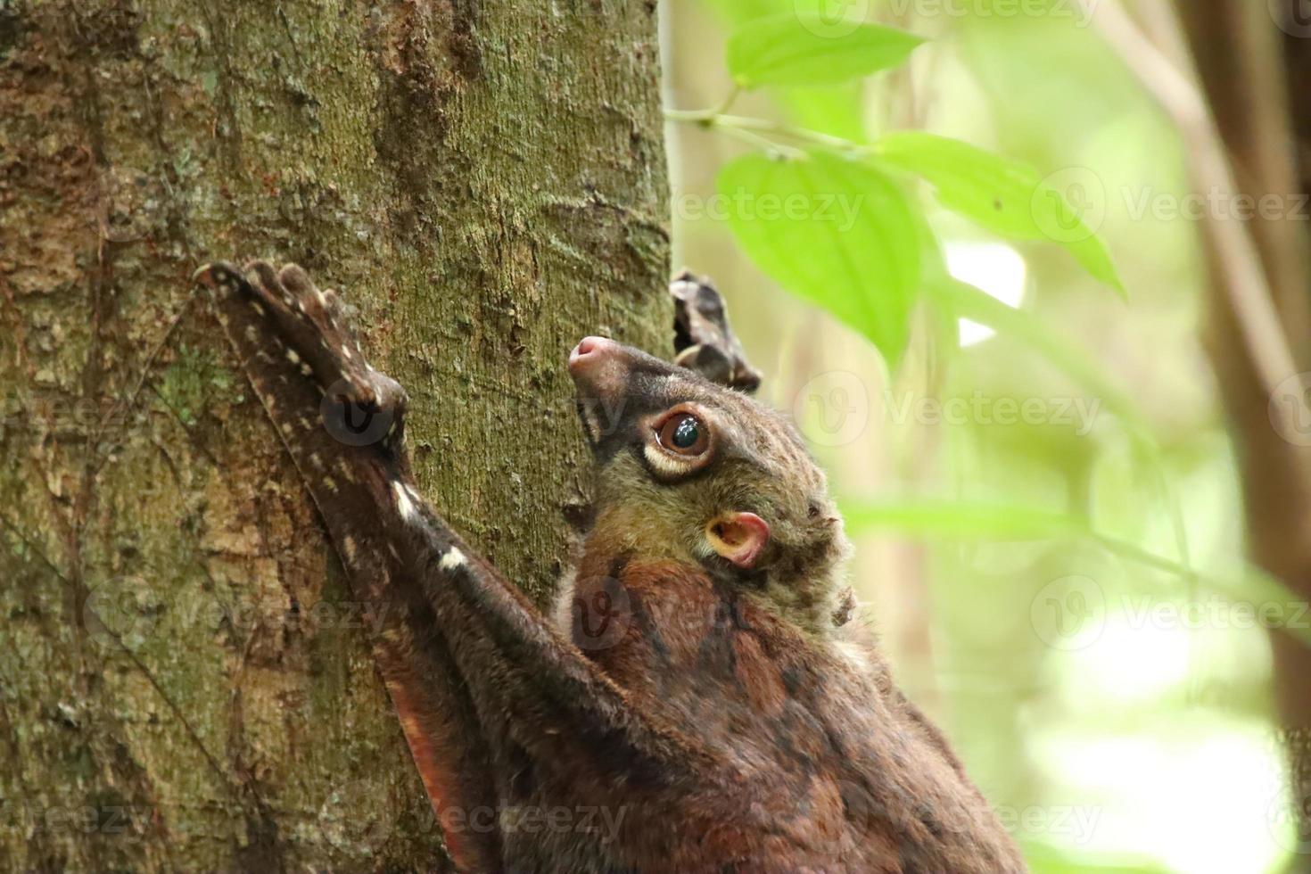 sunda colugo in einem naturschutzgebiet im schatten in einem reservat foto