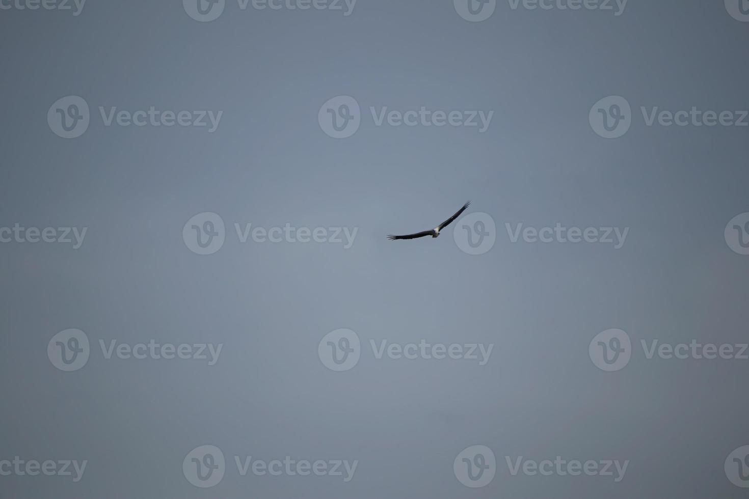 Weißbäuchiger Seeadler, der in der Luft schwebt foto