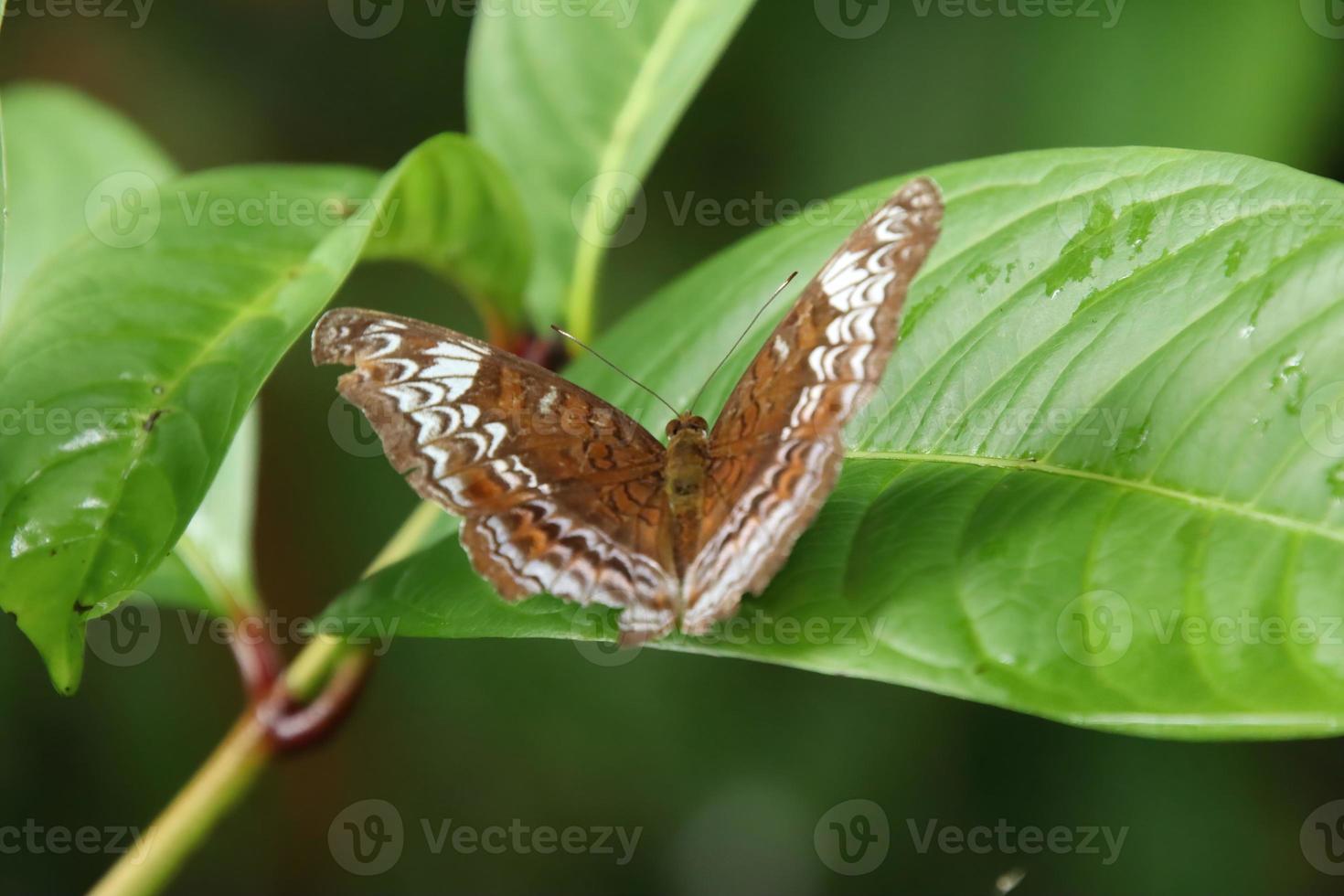 Ritter Schmetterling Sonnenbaden mit ausgebreiteten Flügeln foto