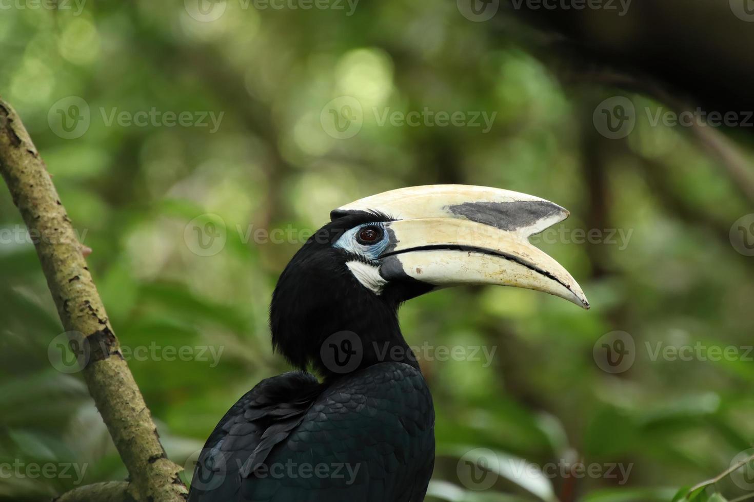 orientalischer Rattenhornvogel in einer Mangrove, die die Kamera betrachtet foto