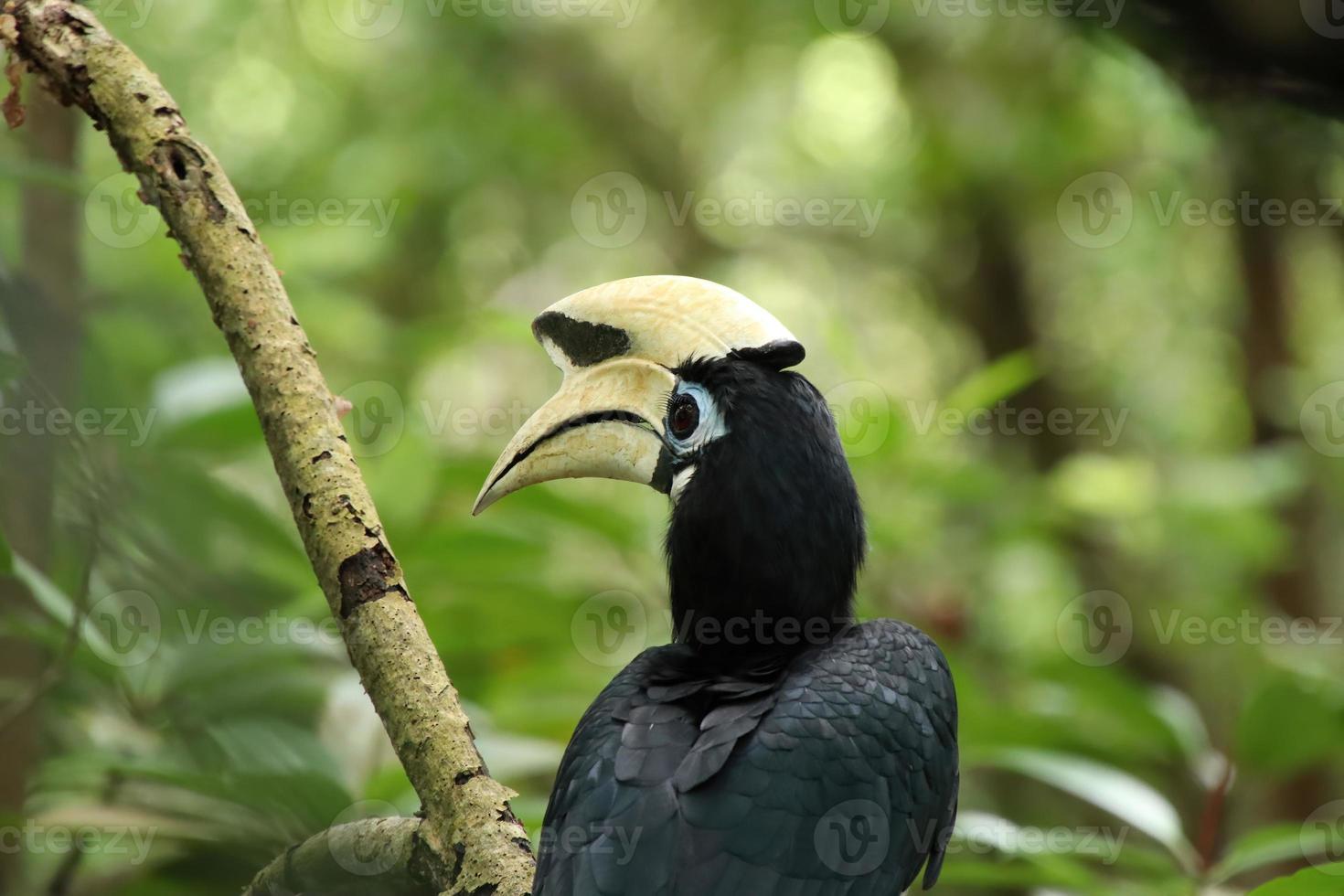 orientalischer Rattenhornvogel in einer Mangrove, die die Kamera betrachtet foto