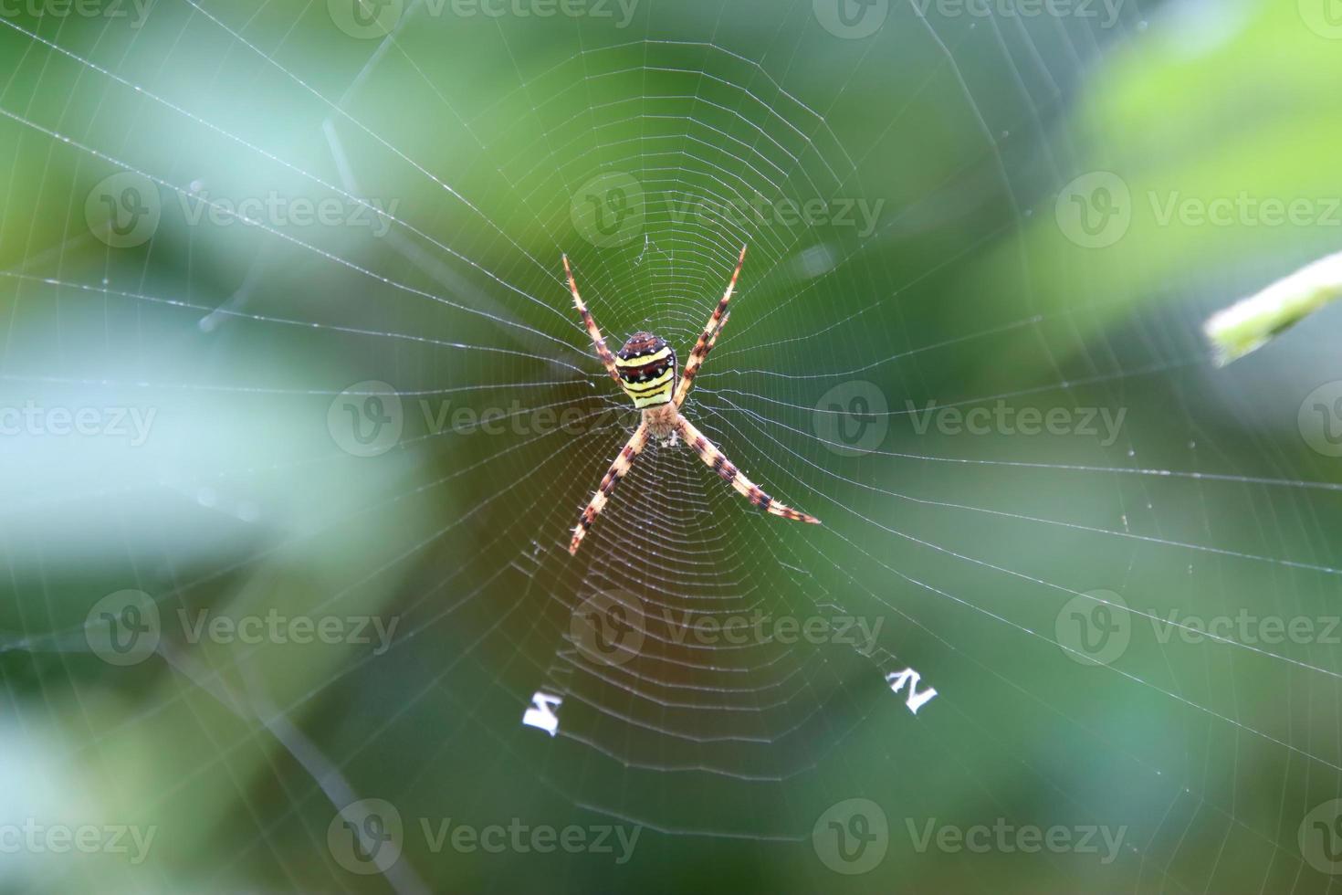 die andreaskreuzspinne auf ihrem netz foto