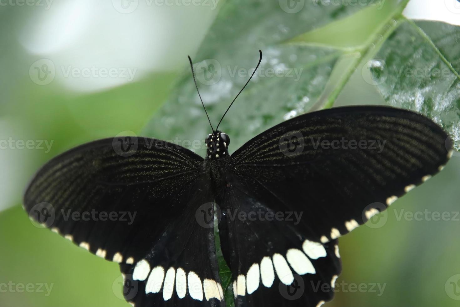 Gemeiner mormonischer Schwalbenschwanzschmetterling, der auf einem Blatt unter dem Schatten ruht foto