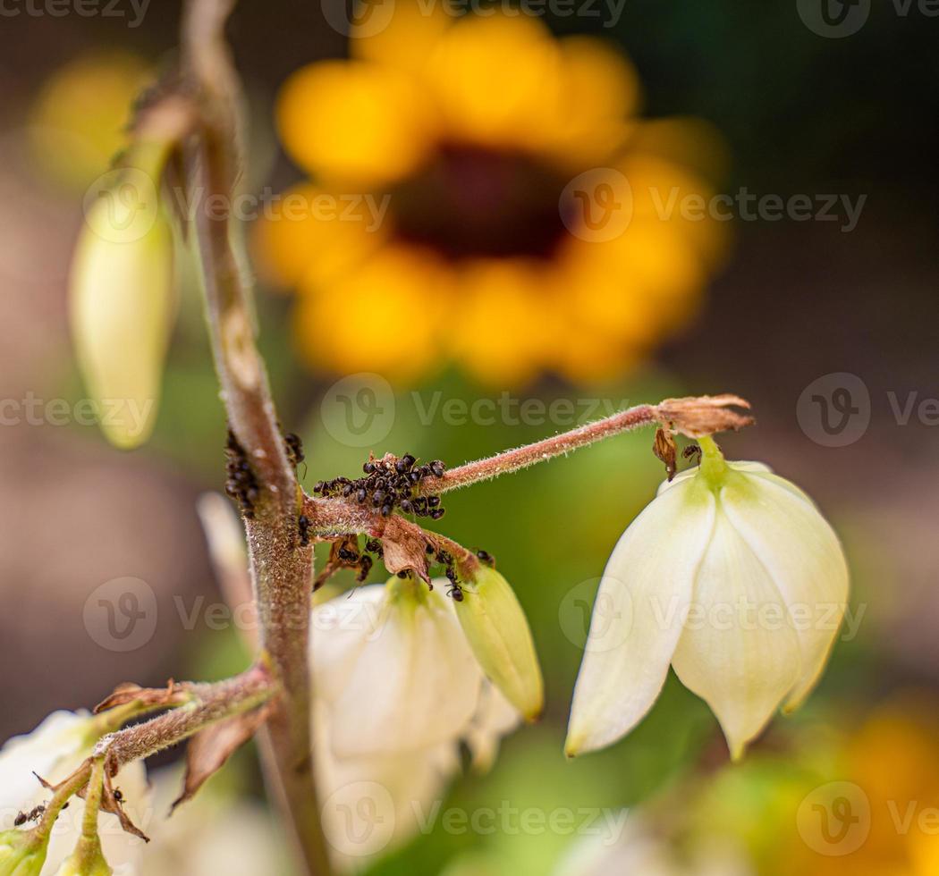 gruppe kleiner hart arbeitender ameisen auf jukka, yucca, blume während des sonnigen sommertages. foto