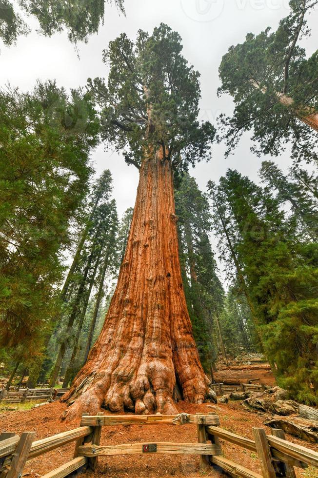 Riesenmammutbaum - General Sherman im Sequoia National Park, Kalifornien, USA foto