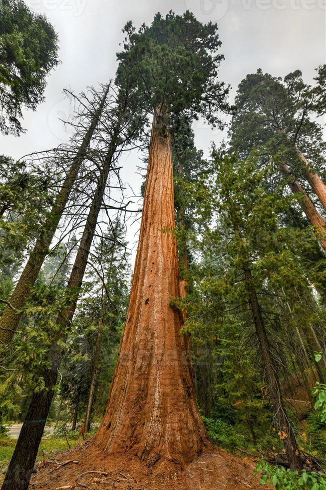 Big Trees Trail im Sequoia National Park, wo die größten Bäume der Welt stehen, Kalifornien, USA foto