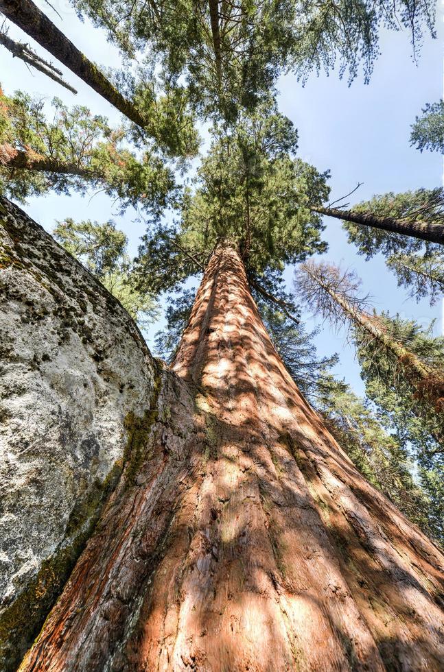 Sequoia Nationalpark foto