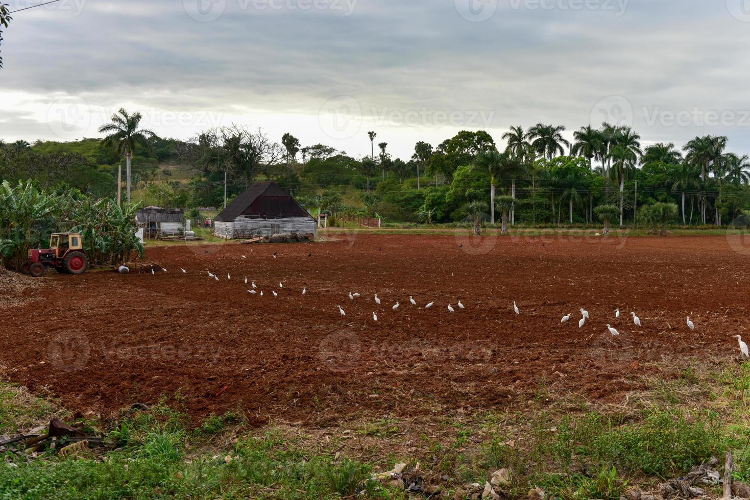 Traktor pflügt ein Tabakfeld in Vinales, Kuba. foto