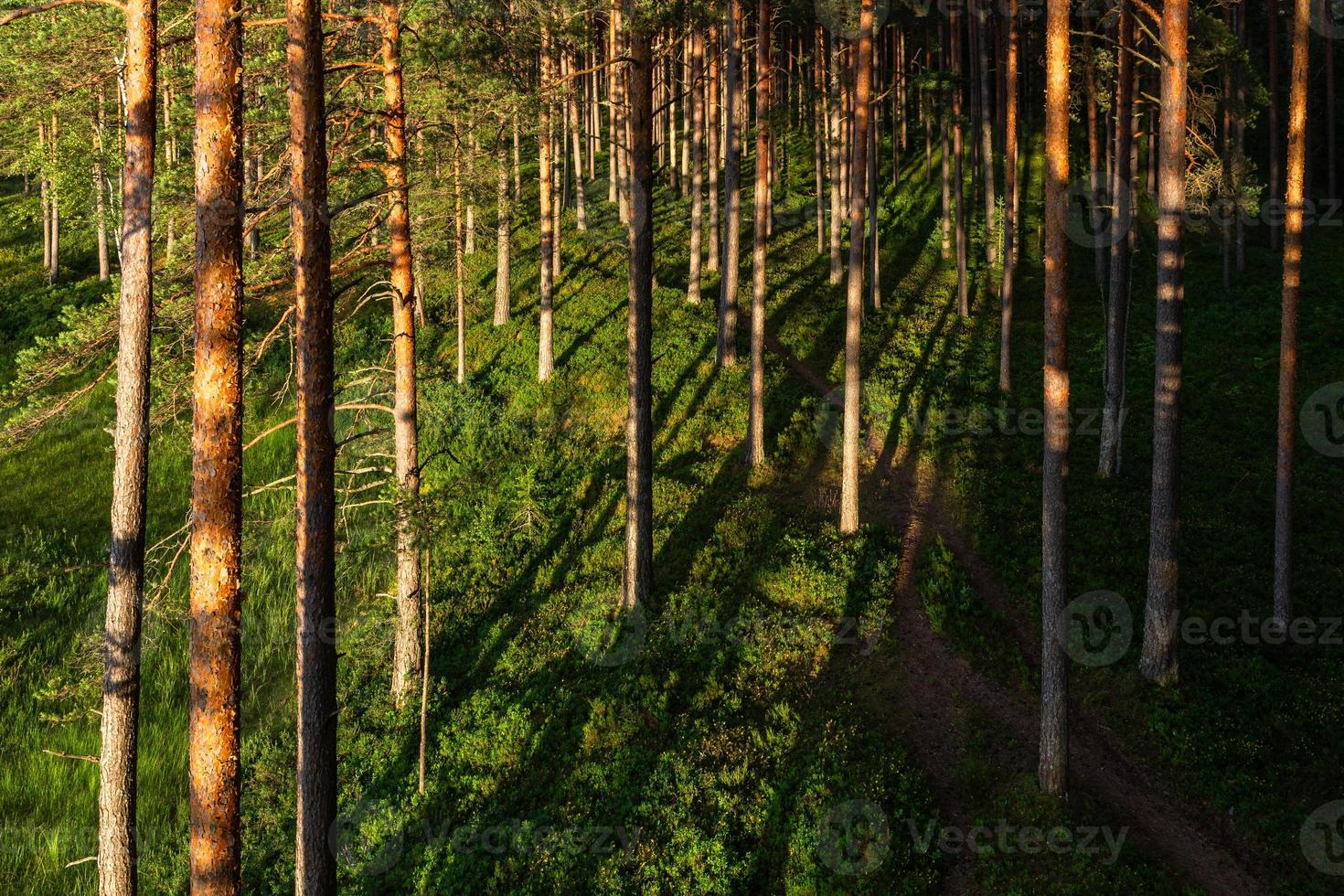 Wald im Sonnenschein foto