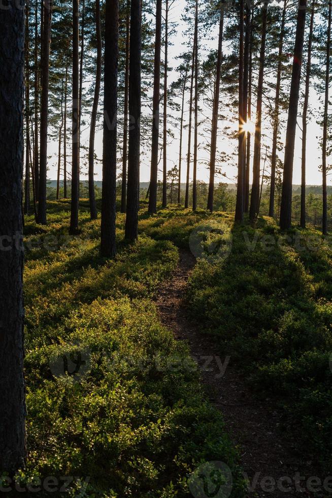 Wald im Sonnenschein foto