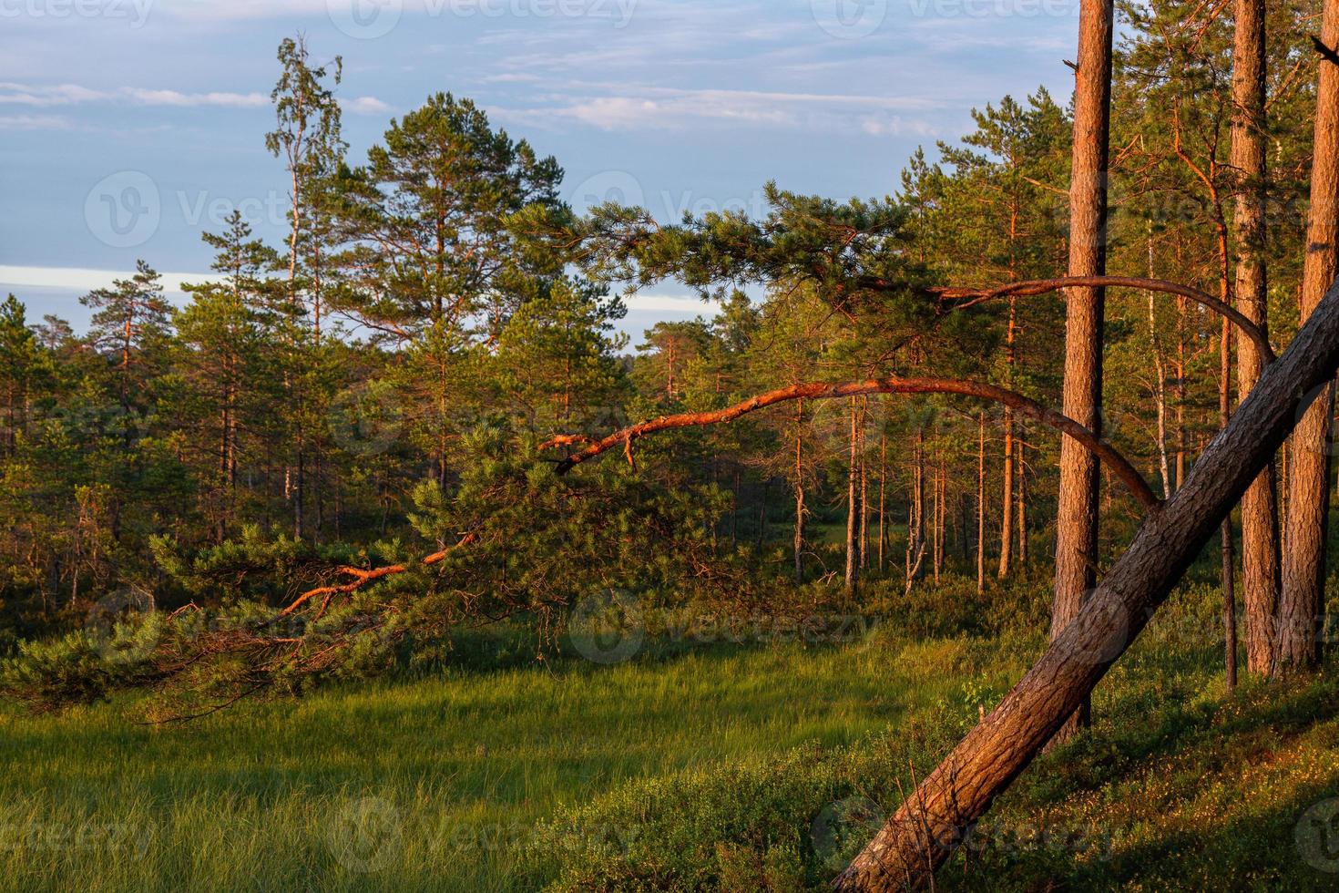 Wald im Sonnenschein foto