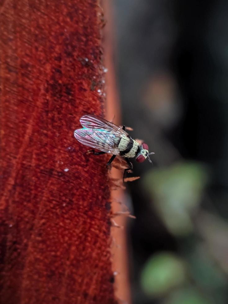 Makroaufnahme einer Fliege auf Holz foto