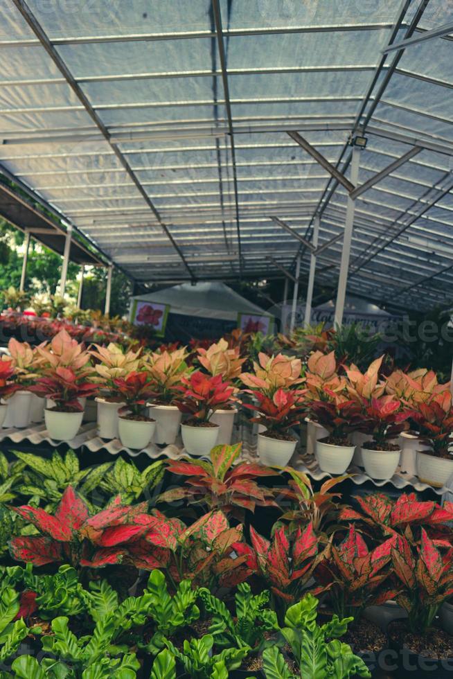 Ein Blumenladen, der verschiedene Arten von Blumen verkauft, darunter Gartencroton mit dem wissenschaftlichen Namen Codiaeum Variegatum foto