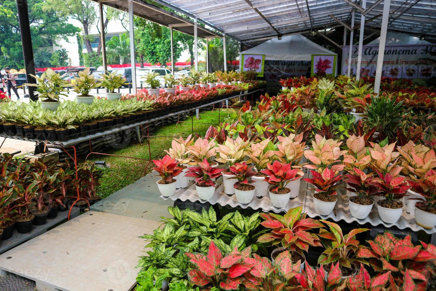 Ein Blumenladen, der verschiedene Arten von Blumen verkauft, darunter Gartencroton mit dem wissenschaftlichen Namen Codiaeum Variegatum foto