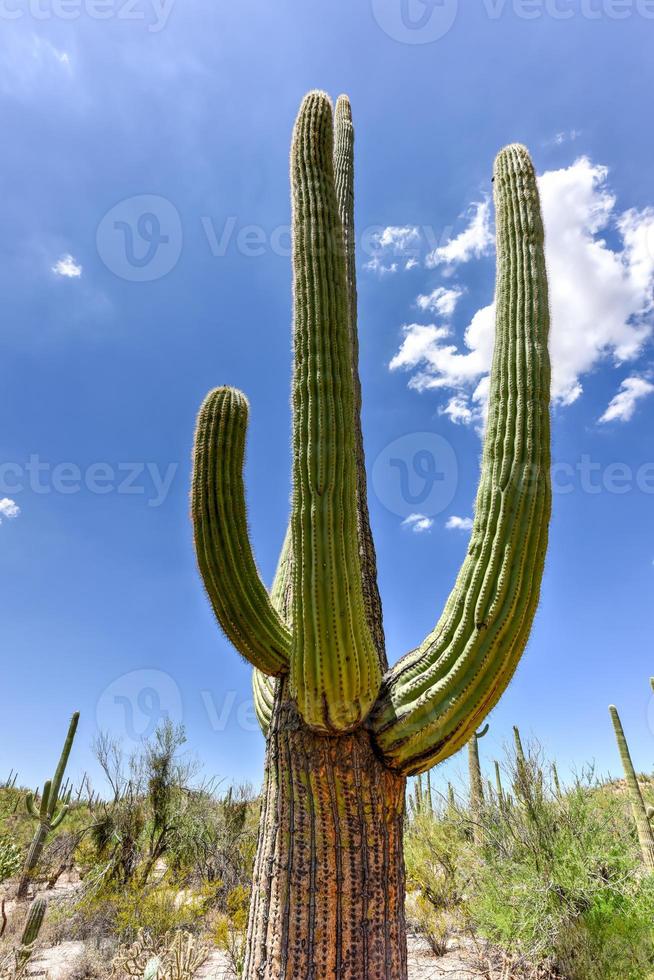 Massiver Kaktus im Saguaro-Nationalpark in Arizona. foto