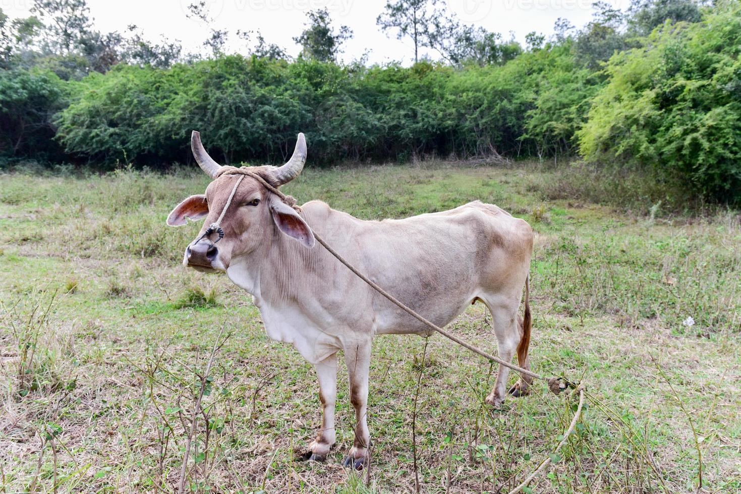 kubanische kuh auf dem feld in vinales, kuba. foto