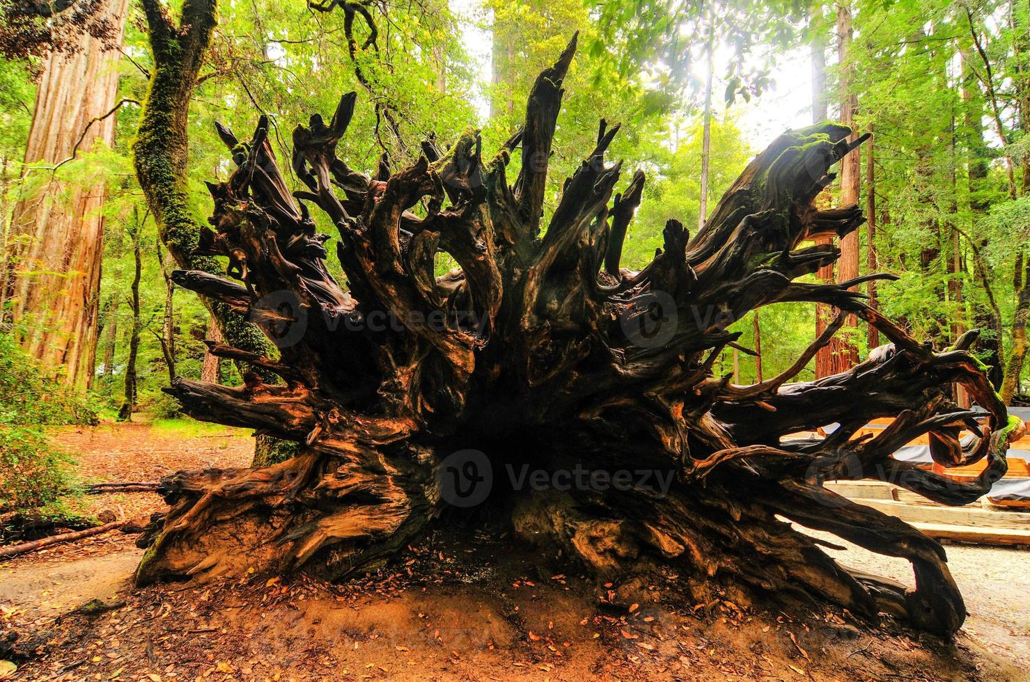 umgestürzter kalifornischer Mammutbaum foto