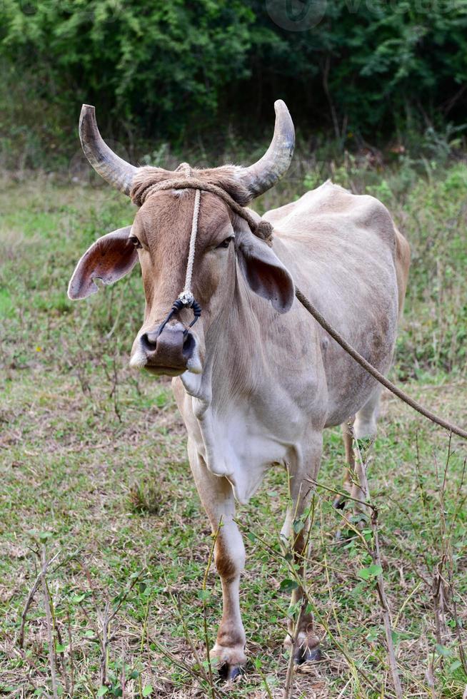 kubanische kuh auf dem feld in vinales, kuba. foto