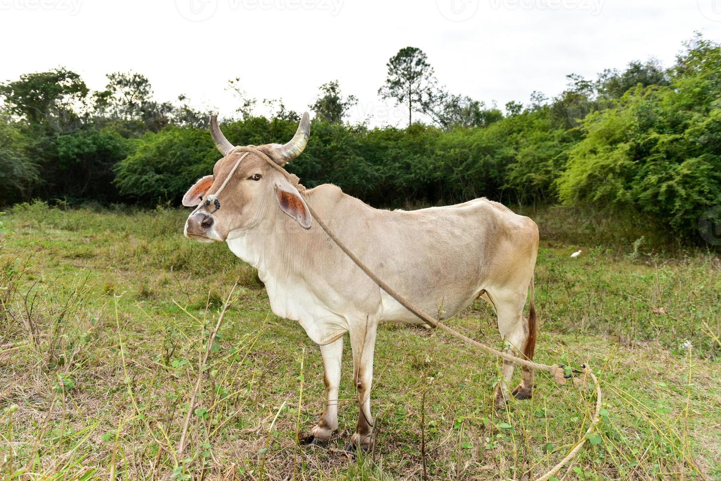 kubanische kuh auf dem feld in vinales, kuba. foto