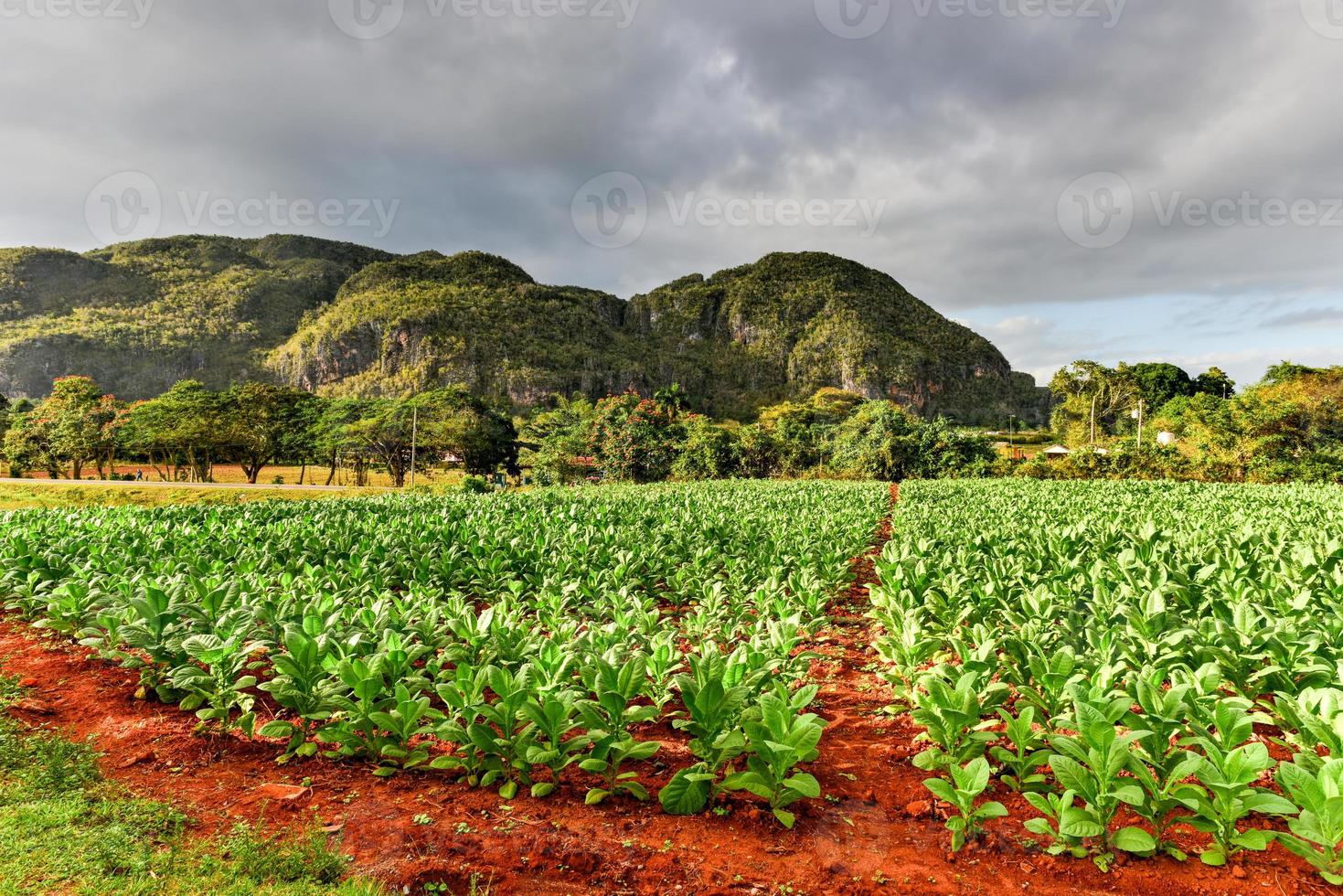 Tabakplantage im Vinales-Tal, nördlich von Kuba. foto