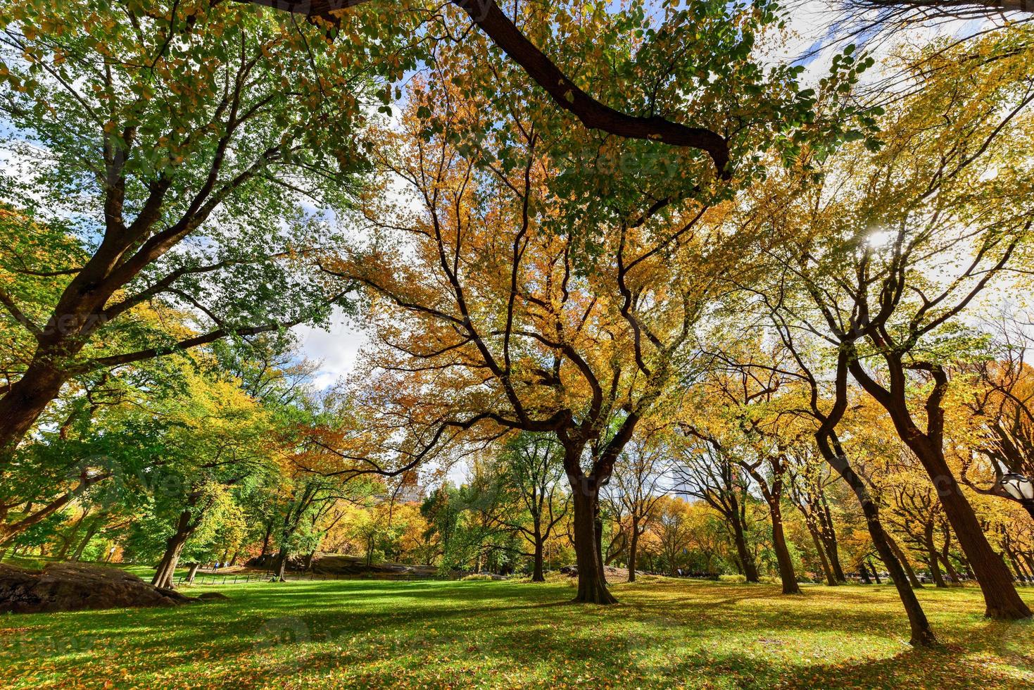 Baumkronen im Central Park in New York City im Herbst. foto