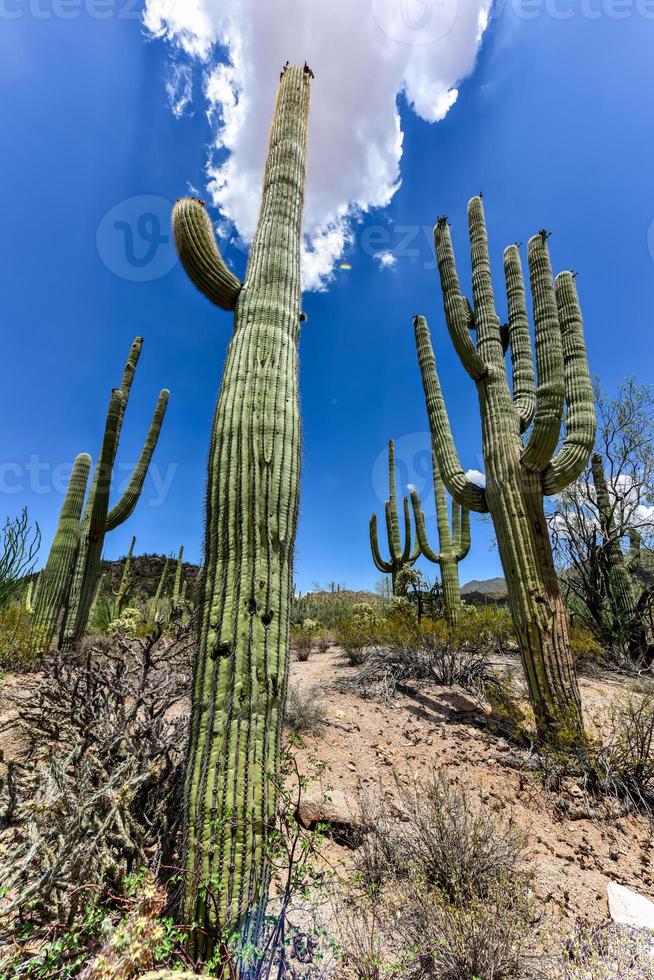 Massiver Kaktus im Saguaro-Nationalpark in Arizona. foto