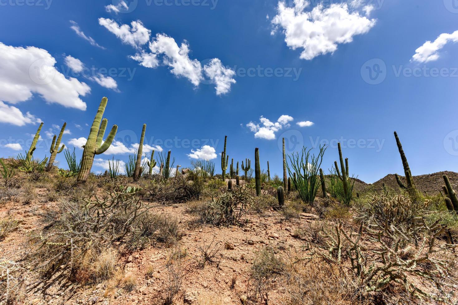 Massiver Kaktus im Saguaro-Nationalpark in Arizona. foto