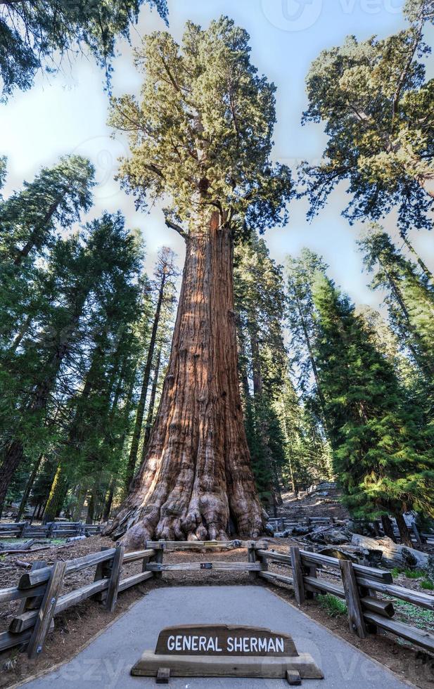 General Sherman Mammutbaum foto