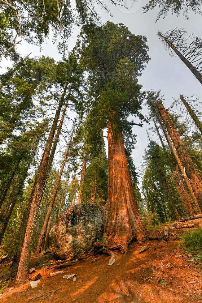 Big Trees Trail im Sequoia National Park, wo die größten Bäume der Welt stehen, Kalifornien, USA foto