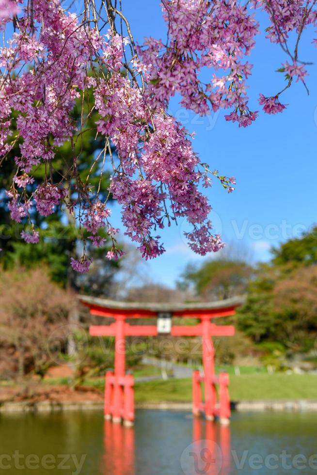 japanischer garten im brooklyn botanic garden, new york city, usa foto